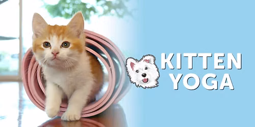 Miss Winkles Kitten Yoga Class