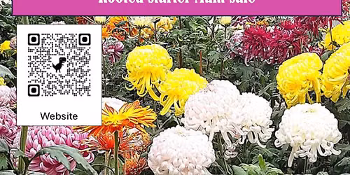 Rooted Cuttings sale
