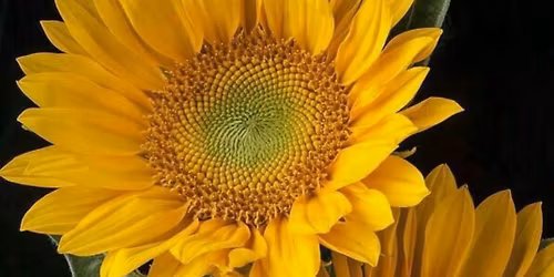 Sarcoma Uk fundraiser in memory of Mary Engelhardt