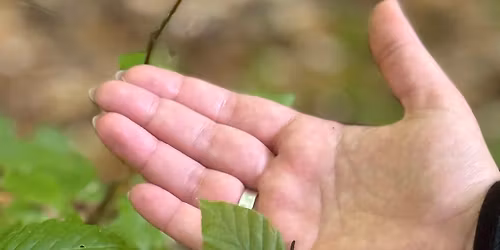 Skovbad i Jyderupskoven - Odsherred 