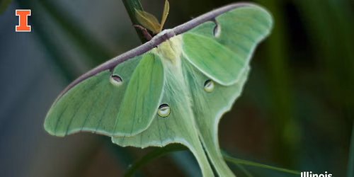 Gardening for Moths - Marion