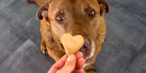 Holiday Dog Treat Making Day $20