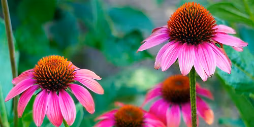 Park Hill Plant Sale