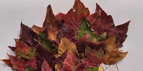 Hedgehog activities for October half-term