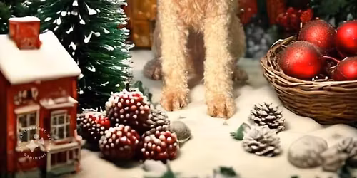 ELIZA\u2019S DOG CHRISTMAS FAYRE