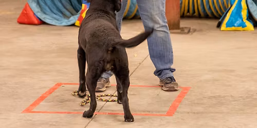 Rodeo Dog: Round Up Class