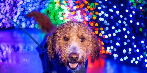 Dog Nights at Zoolights