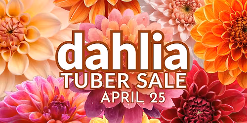 \ud83c\udf38Dahlia Tuber Sale at Franz Witte Garden Center!