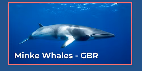Minke Whales - Great Barrier Reef