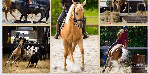 Trail-Training Working Equitation