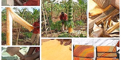 Ancient Craft of Bark Cloth in Uganda