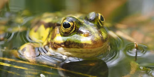 G\u00e5 til natur - vi kigger p\u00e5 blomster, insekter - og fr\u00f8er