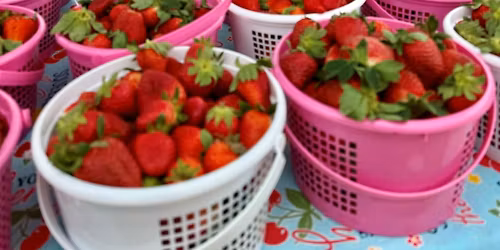 City of Tuscaloosa Farmers Market - Spring Market and Strawberry Fest