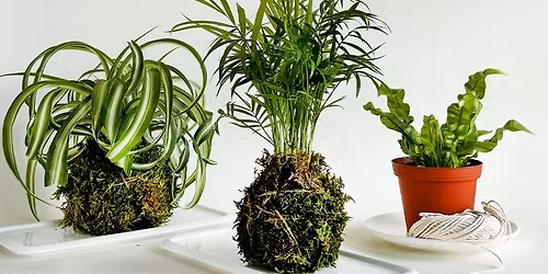 Kokedama Planting Workshop