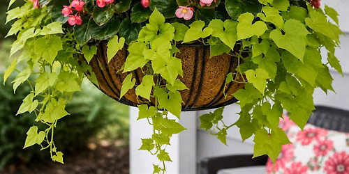 Bloom & Sip: Hanging Basket Workshop