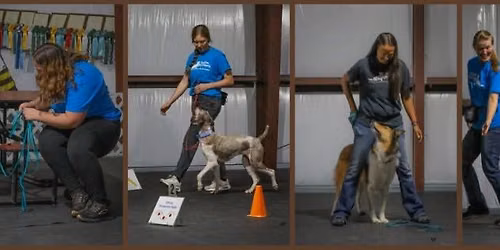 Play Your Way Beyond the Basics @ Westport Animal Clinic