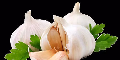 How to Plant and Harvest Garlic with Susan Steinhafel