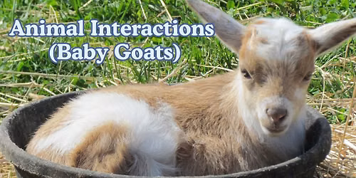 Animal Interactions (Baby Goats)