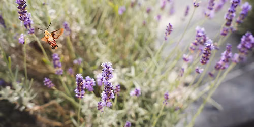 Soft Life Reset Night: Lavender Field Edition
