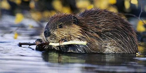 Active Adult Outdoors Club- Friday Night Film- Leave it to Beavers