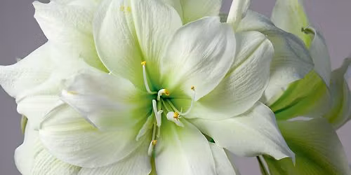 Advent p\u00e5 gl\u00e4nt \u2026