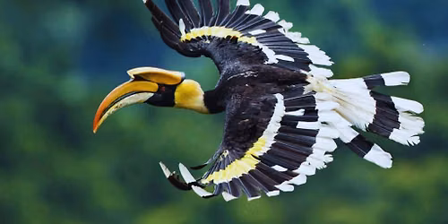 Finding Your WILD Summer Camp - 'Play & Create' Hornbill Week 