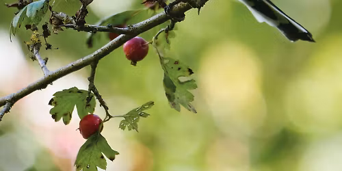 Vert par Nature : initiation \u00e0 la photographie naturaliste