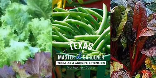 Workshop: Starting Plants from Seed, Saving Seeds and Propagating Plants
