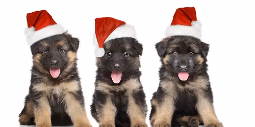 Chesaning Candle Walk with the dogs