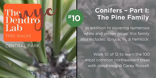 Conifers I - The Pine Family: Tree Identification Workshop (10am-12)