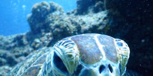 Trashy Mermaids Beach Clean-Up June 6 @ 9am