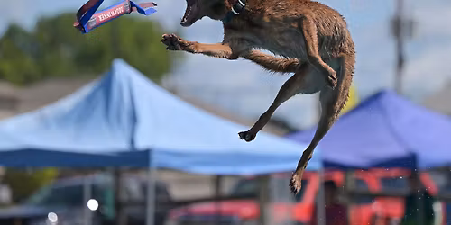 Super Dock Club Event: Southtown K9-Fall Finale