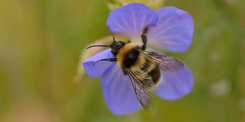 Wrexham Valley branch AGM and wildlife talk