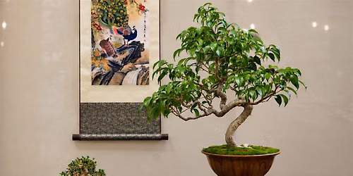 Introduction to Bonsai 101