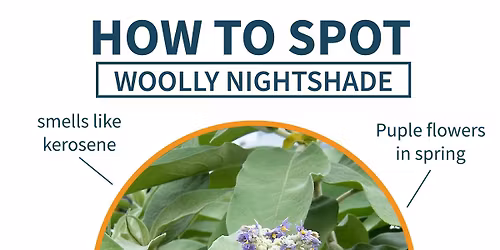 Woolly Nightshade Elimination Project