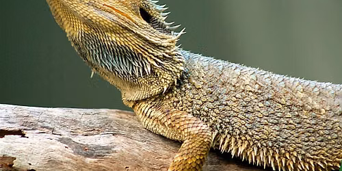 Reptiles & Mini-Beasts Experience