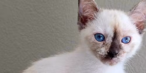 Kitten Adoption Fair! 