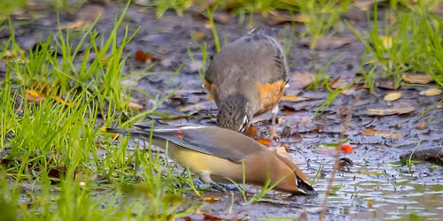 Headwaters 2nd Friday Birding with Sherie Gee & Cappy Bird