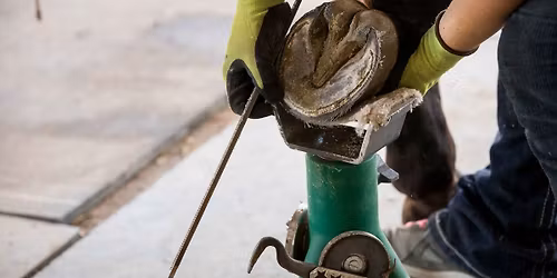 Hoof Form, Function, Distortion, and the TLC Touch