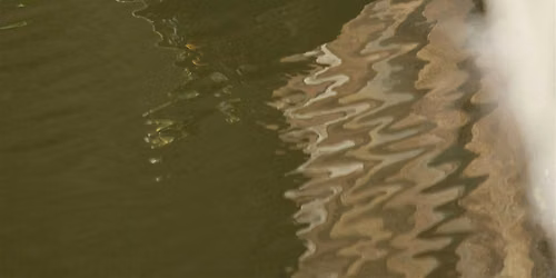 How to Plant Your Pond with Native Species