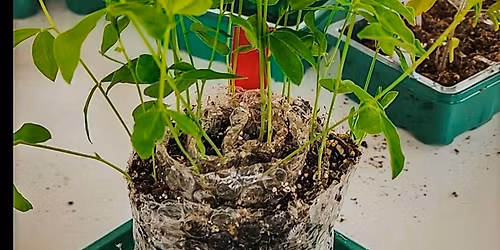 Growing In A Seed Snail