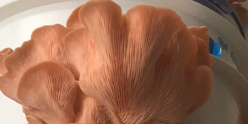 Hillside Mushrooms Pink Oyster Workshop