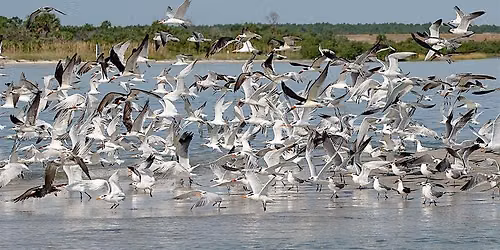 Thursday Morning at the Matanzas Inlet with Peggy Cook