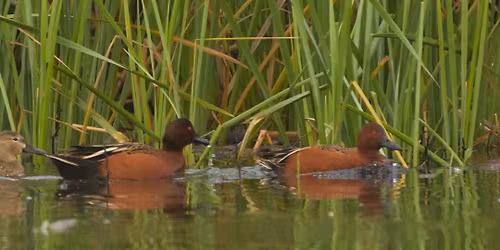 Bird Walk | Sedona Wetlands Preserve 