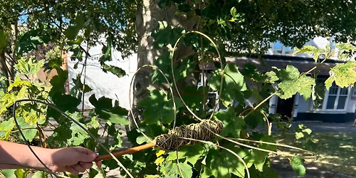 Willow Weaving Workshop - The Dragonfly