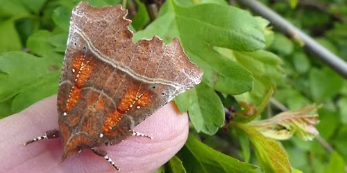 Amazing Moths! Moth Trap Opening