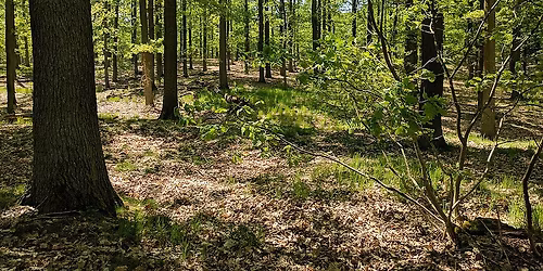 V\u00fdznamn\u00fd krajinn\u00fd prvek Velk\u00e9 pole: n\u011bkolik les\u016f v jednom