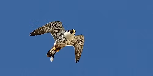 Vandrefalketur p\u00e5 M\u00f8ns Klint