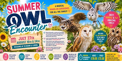 Summer Owl Encounter