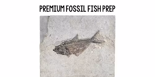 Premium Fish Fossil Prep